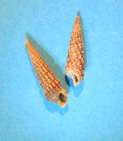 Cerithiidae
